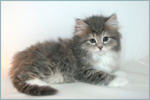 Male Siberian Kitten from Deedlebug Siberians